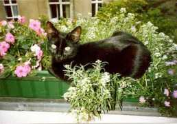 Luzie