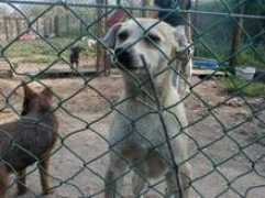 refugiodaspatinhas.org Luzinha