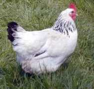 Lwald