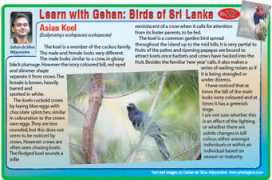 sundaytimes.lk Lwg