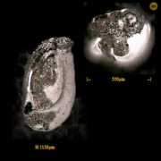 foraminifera.eu Lyby