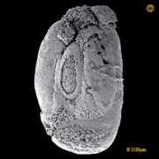 foraminifera.eu Lyby