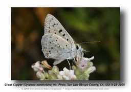 butterfly.ucdavis.edu Lycaena