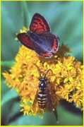 pikespeakphoto.com Lycaena