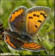 butterfliesandmoths.org Lycaena