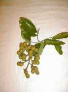 Lychi