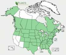 ontariowildflowers.com Lyci
