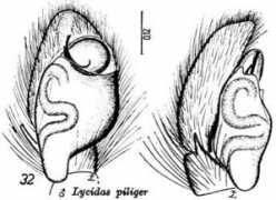 salticidae.org Lycidas