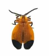 bugguide.net Lycus