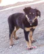Lydea