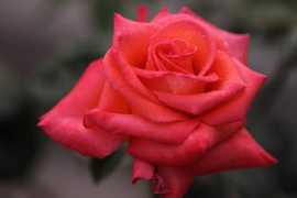 gophotos.cn Lyeo