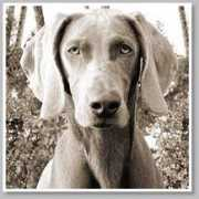 edenweimaraners.com Lylah
