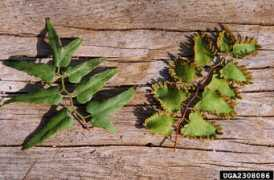 galvbayinvasives.org Lymi