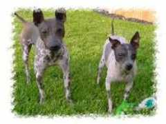 ahtdogs.com Lynall
