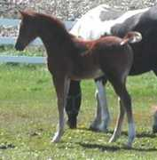 knrarabians.com Lynara
