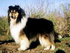 collie-online.com Lynare