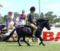 cyberhorse.net.au Lyndella