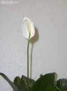 davesgarden.com Lynese