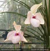 slipperorchid.com Lynleigh