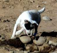 barksalotsterriers.com Lynman