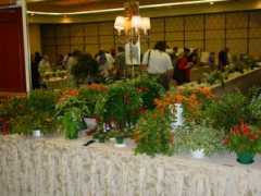 gesneriadsociety.org Lynon