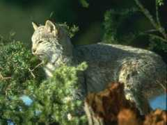 Lynx