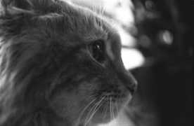 cutelittlekittens.com Lynxy