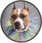 golddiggersinc.com Lyonking