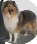 digilander.libero.it Lyonking