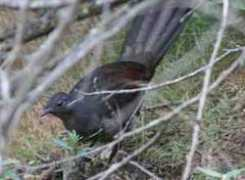 Lyrebird