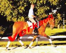 Lysan