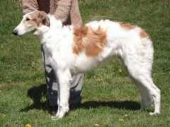 Lysek