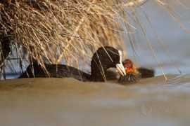 photonature.cz Lyska