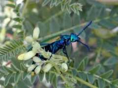 Lytta