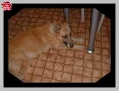 menschen-fuer-tiere-nuembrecht.de Lyzzi