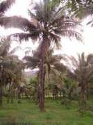 Maadi