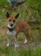 Maalla