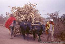 Maasai
