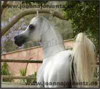 Mabea