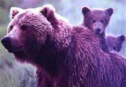 Mabear
