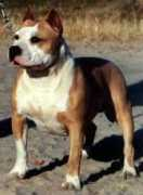 carolinastylekennels.com Mabelene