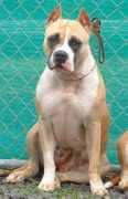carolinastylekennels.com Mabelene