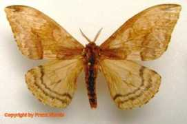 saturniidae-web.de Mabilde