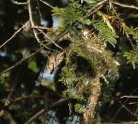worldbirds.eu Mabira