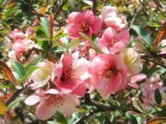 botanic.jp Maboke