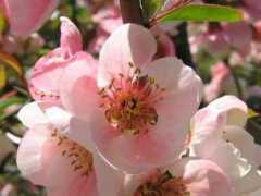 botanic.jp Maboke