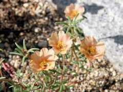 botanic.jp Mabota