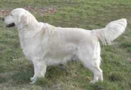 flat-golden.de Macalla