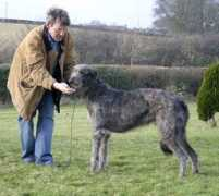 kilbournedeerhounds.com Macallan