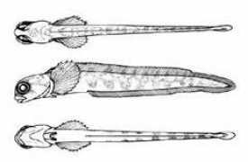 fishbabies.ca Macame